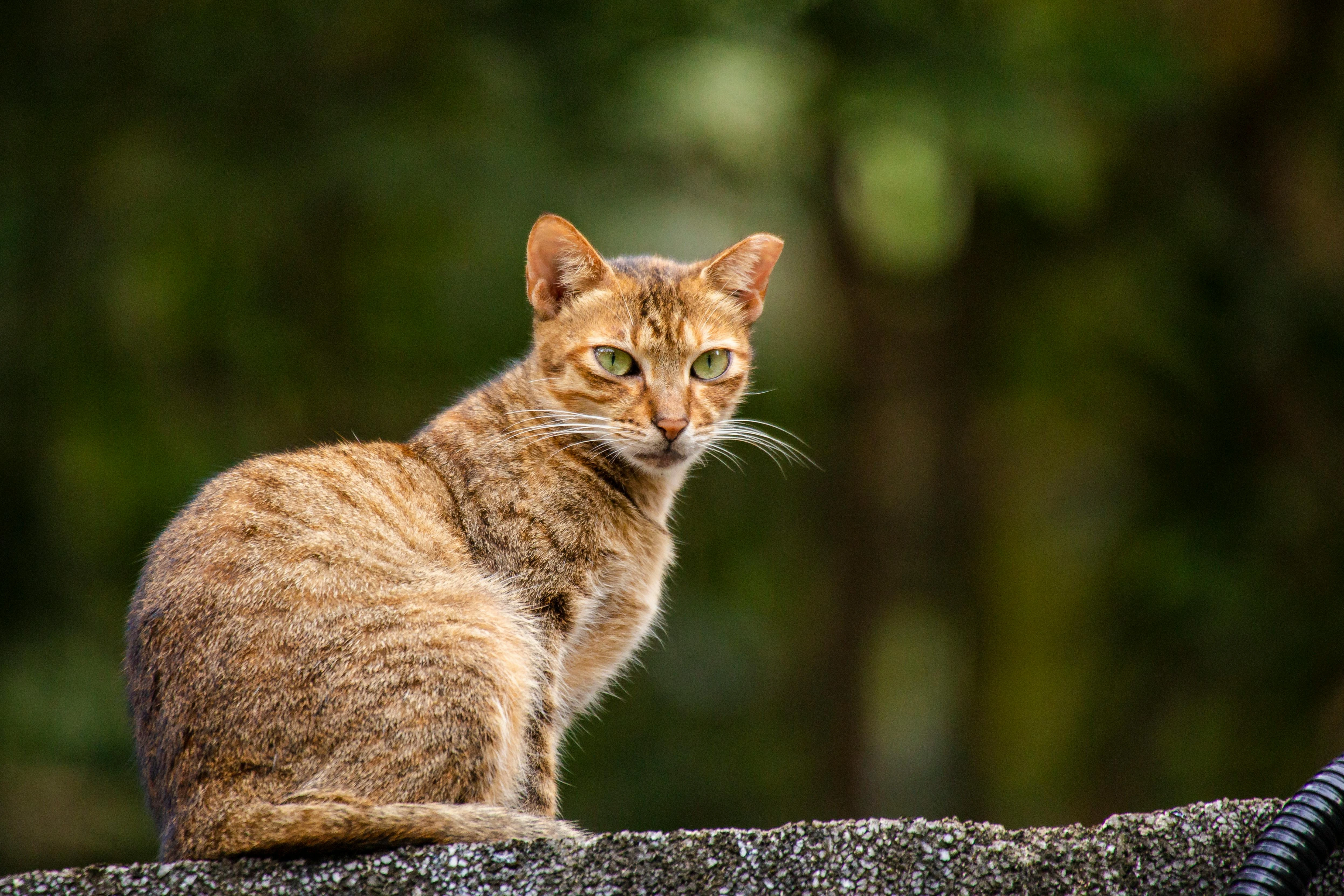 Abstract pet background